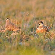 Eurasian Dotterel