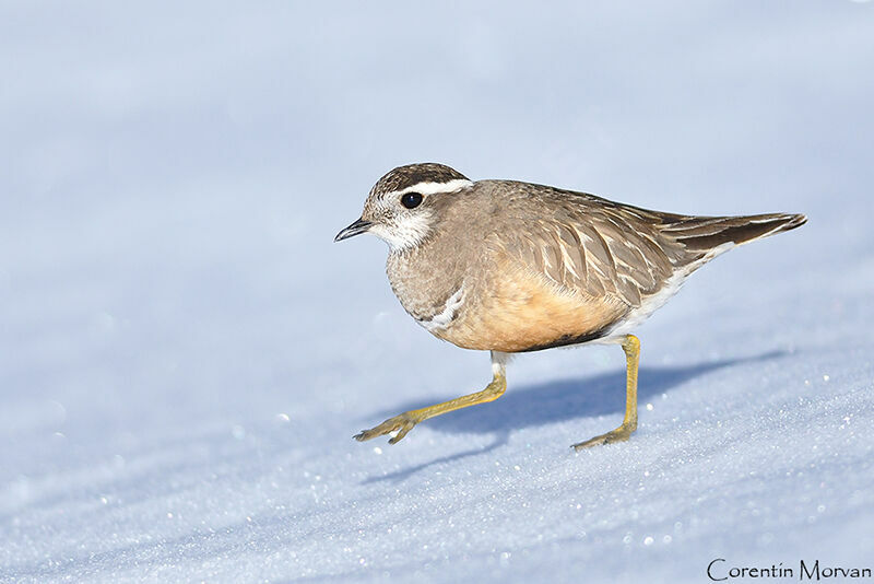 Eurasian Dotterel