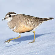 Eurasian Dotterel