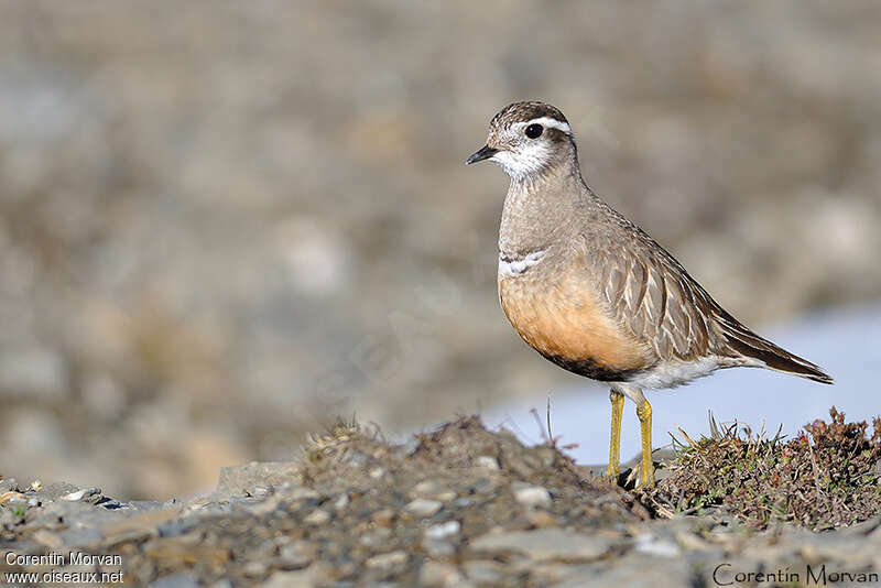 Eurasian Dotterel male adult breeding, identification