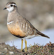 Eurasian Dotterel