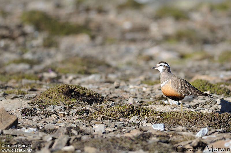 Eurasian Dotterel female adult breeding, identification