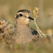 Eurasian Dotterel