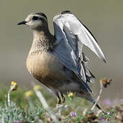 Eurasian Dotterel