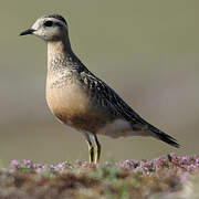 Eurasian Dotterel