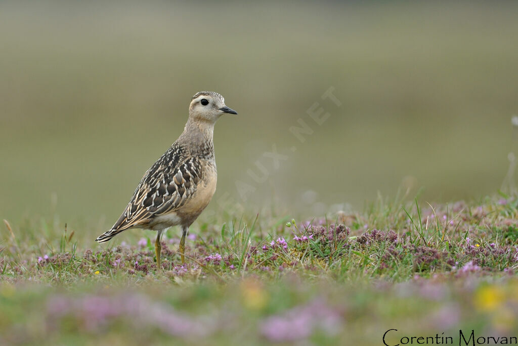 Eurasian Dotterel