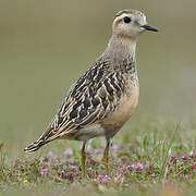 Eurasian Dotterel