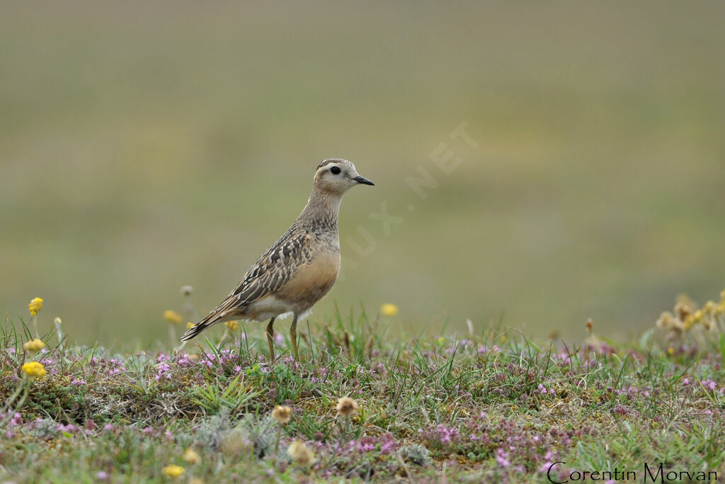 Eurasian Dotterel