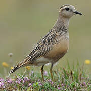 Eurasian Dotterel