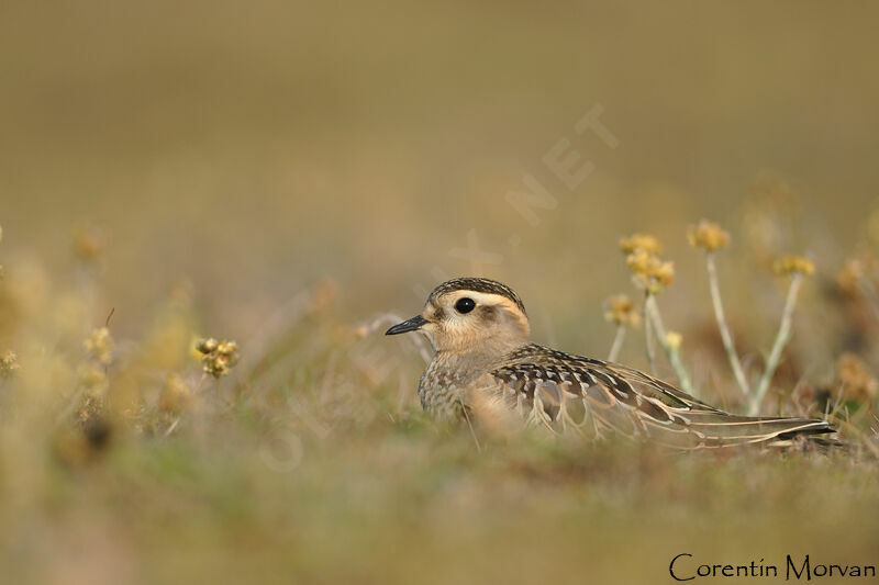 Eurasian Dotterel