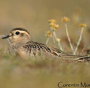 Eurasian Dotterel