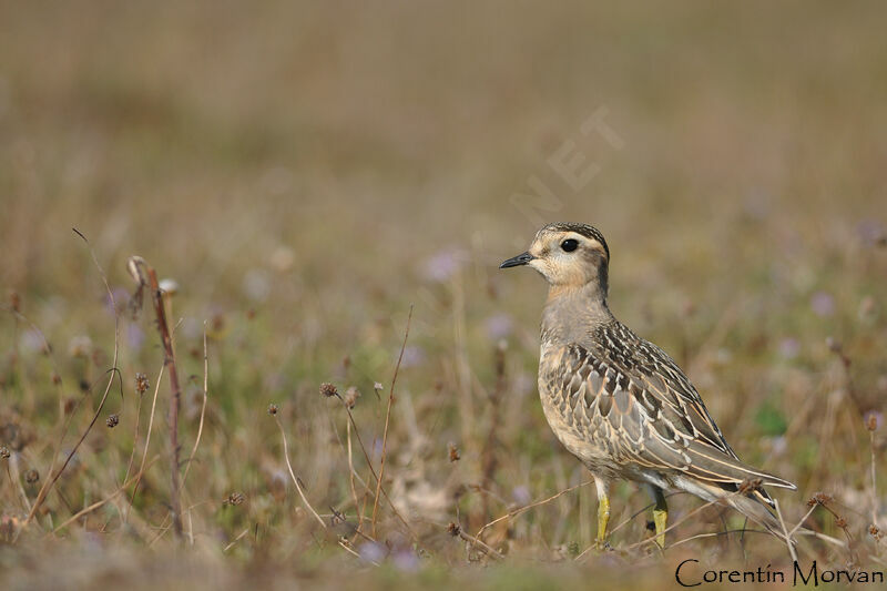 Eurasian Dotterel