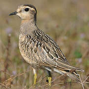 Eurasian Dotterel