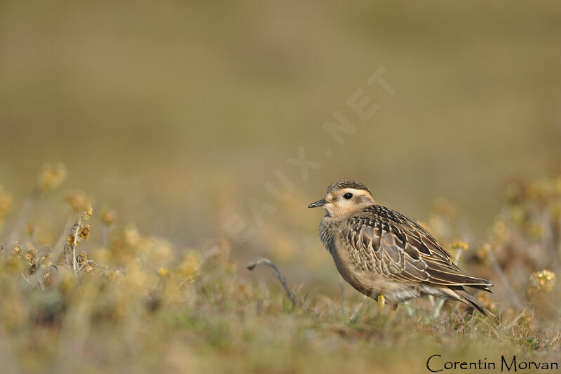 Eurasian Dotterel