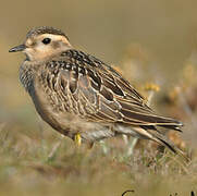 Eurasian Dotterel