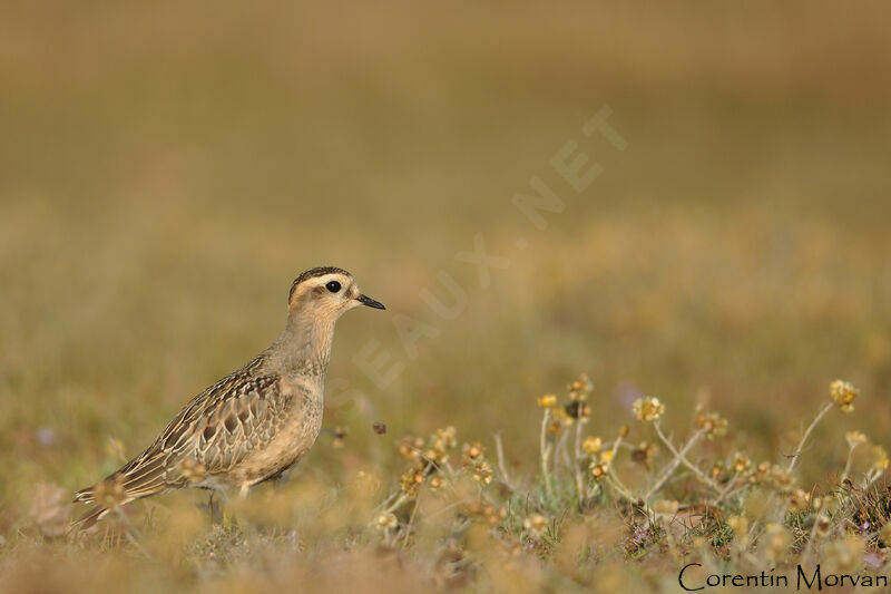 Eurasian Dotterel