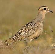 Eurasian Dotterel