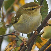 Yellow-browed Warbler