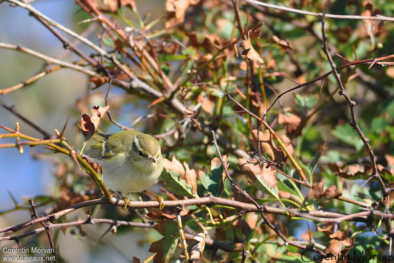 Yellow-browed Warbler, close-up portrait, pigmentation, Behaviour