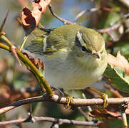 Yellow-browed Warbler