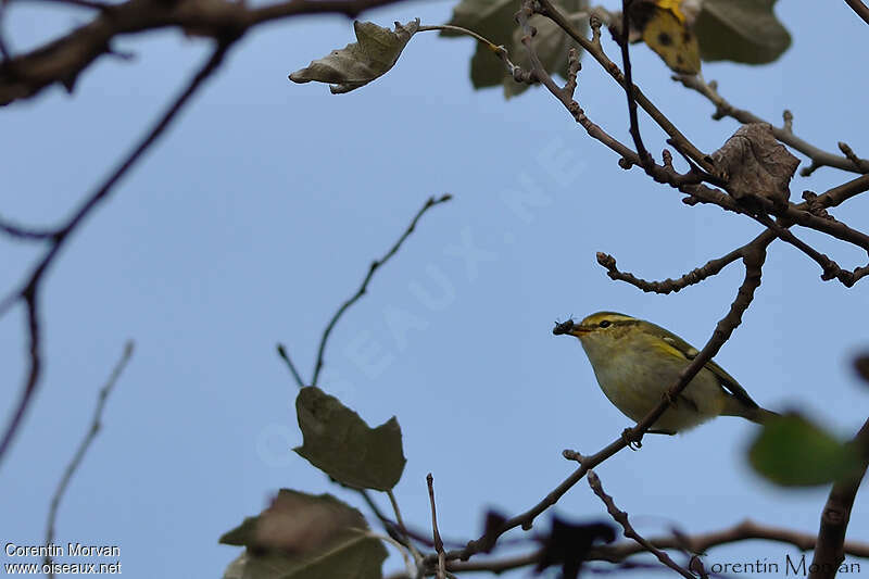 Yellow-browed Warbler, feeding habits