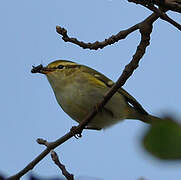 Yellow-browed Warbler