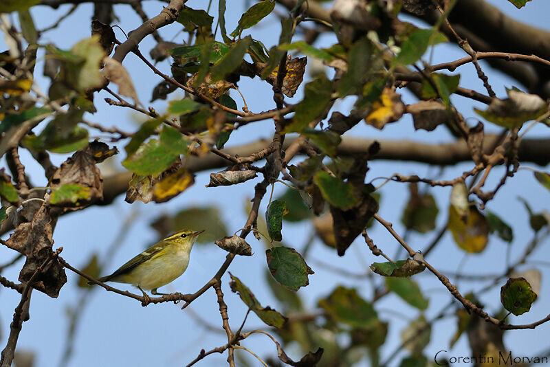 Yellow-browed Warbler