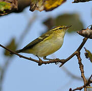 Yellow-browed Warbler