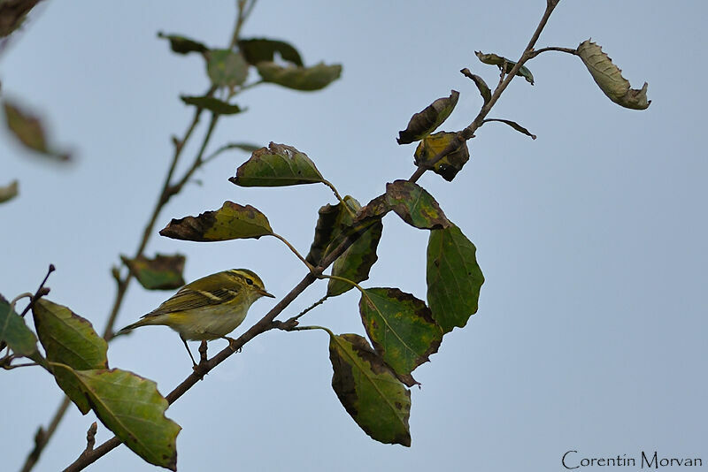 Yellow-browed Warbler