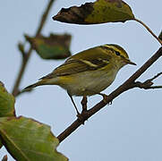 Yellow-browed Warbler