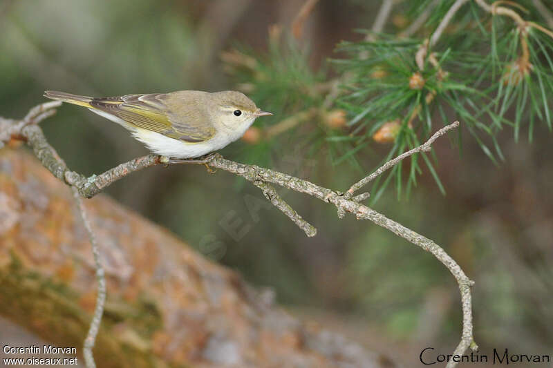 Pouillot de Bonelliadulte, identification