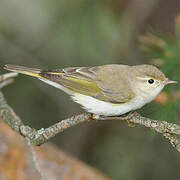 Western Bonelli's Warbler