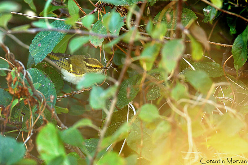 Pallas's Leaf Warbler