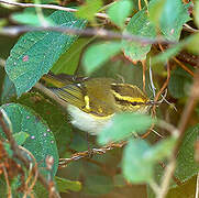 Pallas's Leaf Warbler