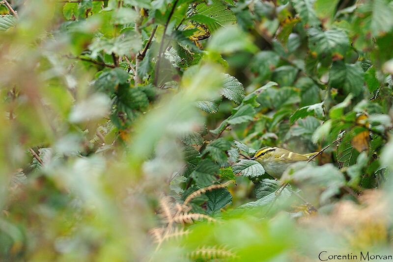 Pallas's Leaf Warbler