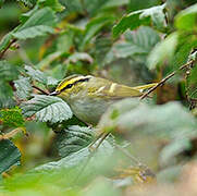 Pallas's Leaf Warbler