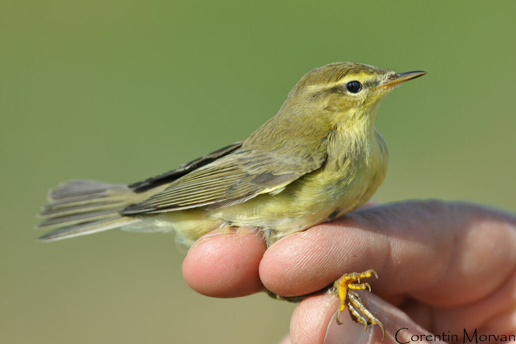 Willow Warbler