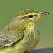 Willow Warbler