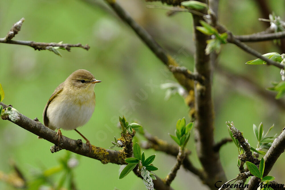 Willow Warbler