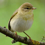 Willow Warbler