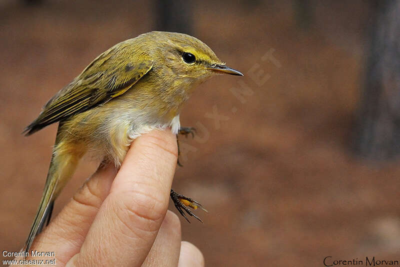 Iberian ChiffchaffFirst year, close-up portrait