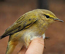 Iberian Chiffchaff