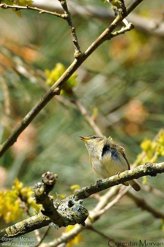 Iberian Chiffchaff