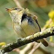 Iberian Chiffchaff