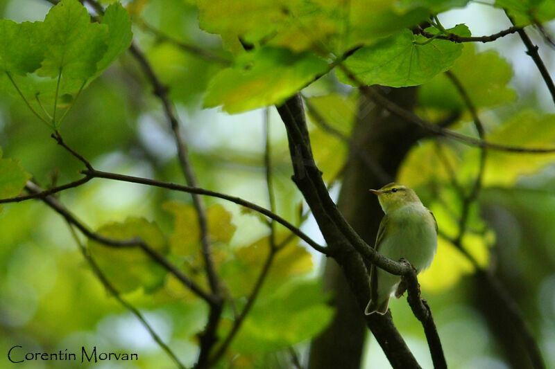 Wood Warbler