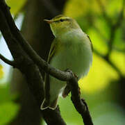 Wood Warbler