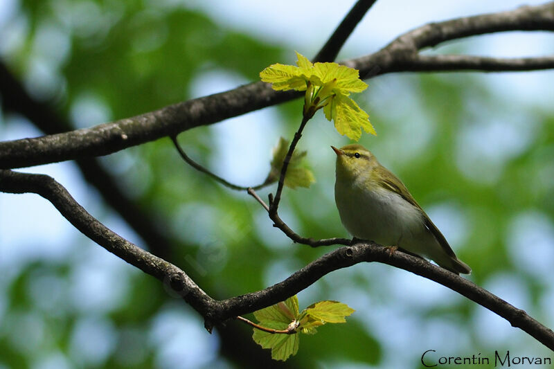 Wood Warbler