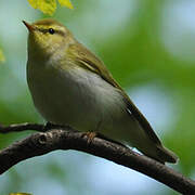 Wood Warbler