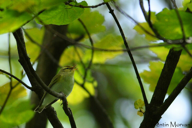 Wood Warbler