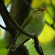 Wood Warbler